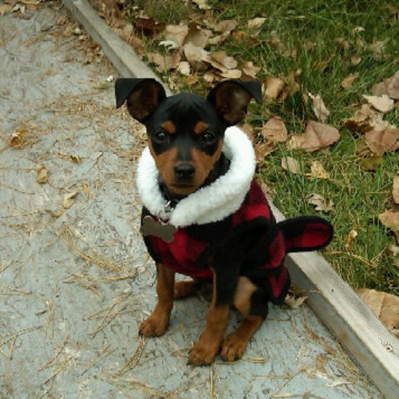 Meet your Posher, Susie - Picture 4 of 5